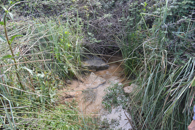 Font del Borrego