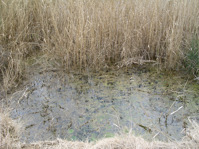 Bassa de la font de la Ciega