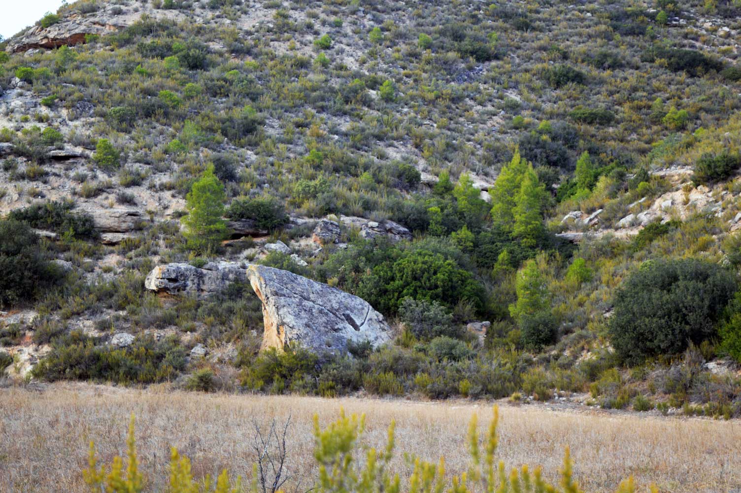 Cadolla del barranc del Degollat